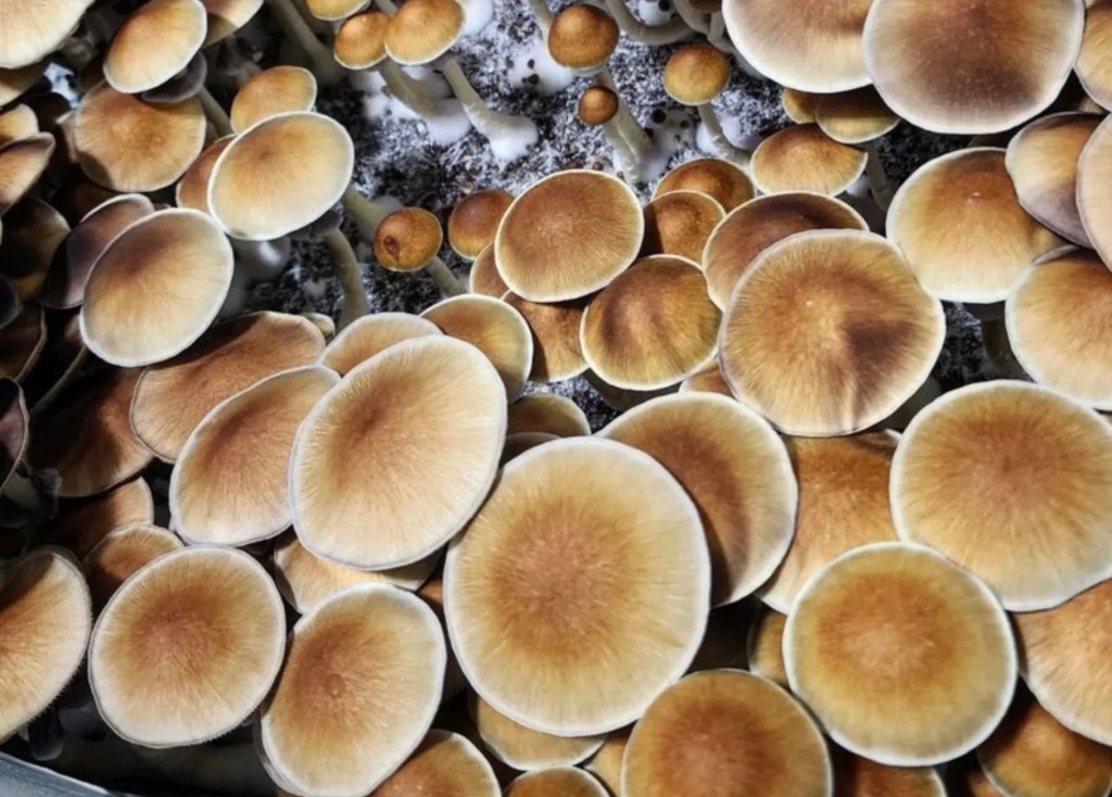 Explorando a Mente: O Poder Transformador dos Cogumelos&nbsp;Psicodélicos